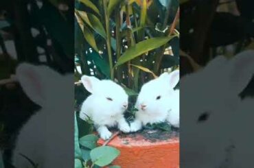 The cute rabbit 🐰