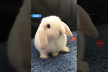 Cutest baby bunny you might ever see (part 2)