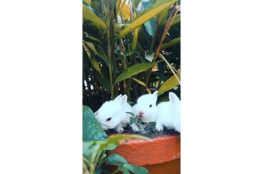 #rabbit, So cute😍😍😍😍