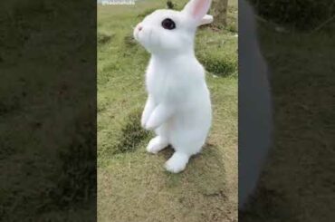 Ve mahi ! Cute Rabbit whatsapp status\