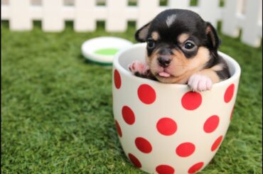Cute Baby Animal..sooo cute!! Baby Animal vedio.. looking so cute.
