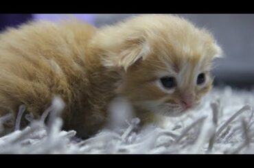 Cute Baby Cats | 10 Days After Birth | Opening Eeyes, Learning To Walk