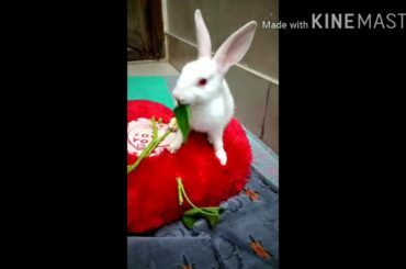 CUTE RABBIT / ( part -4)