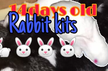 14days old rabbit kittens |very cute