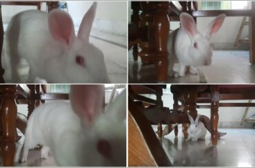 #rabbit#my cute  rabbit #bengalivlogwithsrabanti