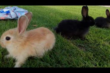 cute bunnies in the park
