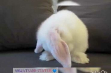 Cute Bunny Little lovely WhatsApp Status 💙💙💙
