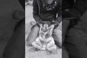 Cute bunny video