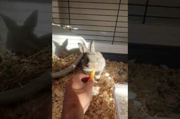 Cutest ever baby bunny rabbit eating a carrot
