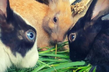 Cute and Funny Baby Bunny Rabbit | Rabbits grazing | Rabbits Mud House | Rabbit Farming at Home