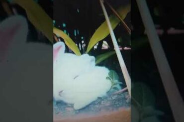 Cute Rabbit