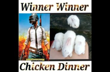 cute rabbit video||rabbit||PUBG Style||funny fabbit 🐰||Funny videos||cute bunny||Nice Bunny