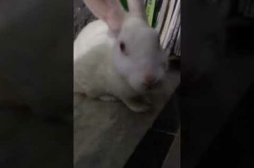 cute Rabbit 😘