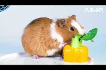 cute Rabbit eating hybrid beell pepper and cabbage ASMR / pets ASMR