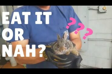 Korean & Filipino found a baby rabbit.