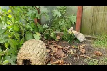 this little baby bunnies loves to hide