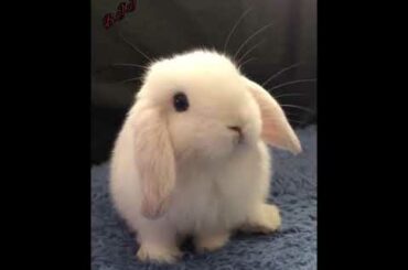 #45. Cute rabbit.