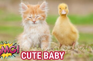 Funny and Cute Baby Bunny Rabbit Videos ! Part-55 ! Animals World