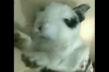Cute baby bunny sleeping | Coco baby #rabbit