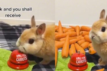 Cute Bunny Rings Bell For Food On Tiktok