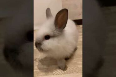 Cute Baby Bunny Washing His Face