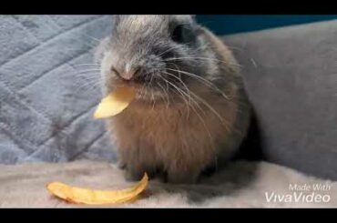 ASMR cute bunny eating apple 🐇🍎