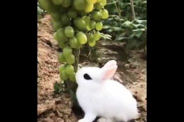 Poem You are my honey bunny| cute Bunny|kids poems|for little kids| kids favorite poem| nursery rhym