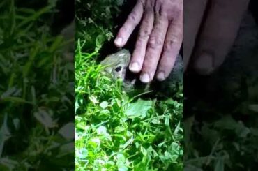 petting a baby rabbit