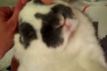 Extremely Cute & Cuddley Lop Eared Rabbit named Kuddlez