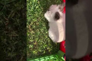 Cute bunny part 2