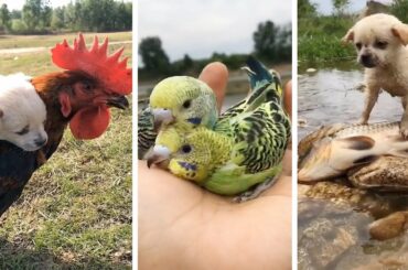 AWW Animals SOO Cute! Cute baby animals Videos Compilation cute moment of the animals #22