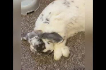 Sleepy bunny rabbit flopped out in his room cute 😍🥰