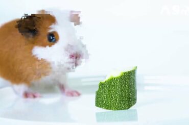 Cute Rabbit eating Cucumber 🥒 ASMR / pets ASMR