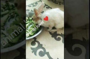#cute rabbits#my new frnds#animal lover#noughty rabbits