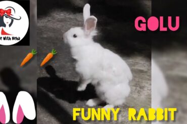 Cute and funny rabbit 🐰 compilation .