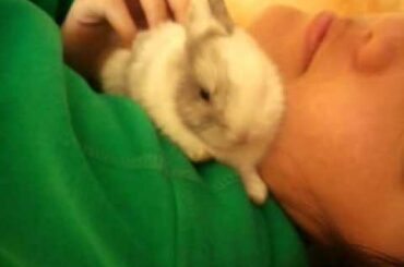 Cute baby rabbits