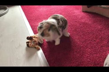 Funny and cute rabbit with his toy)))