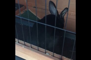 Dash & Trixie Our Cute New Baby American Bunnies!