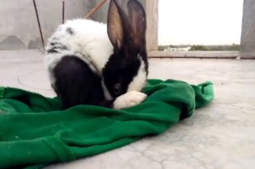 Beautiful parrot, cute Rabbit
