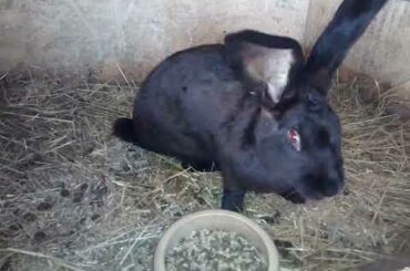 cute baby rabbits