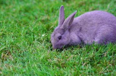 Minoru Park Cute Rabbits, Richmond BC, Canada. | Tamron 70-180 Handheld 4K