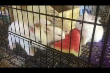 Baby Bunnies Eating Watermelon