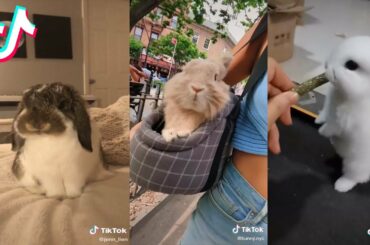 Funny Bunny Rabbit TikTok Compilation | Happy Rabbits of Tik Tok Viral