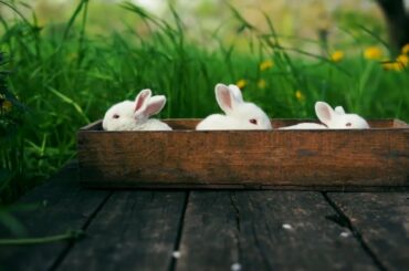 Funny and Cute bunny videos compilation, cute animals - Garnet's Satisfying Video