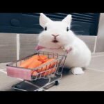 Funny and Cute Baby Bunny Rabbit Videos - Baby Animal Video Compilation #3 (2020)