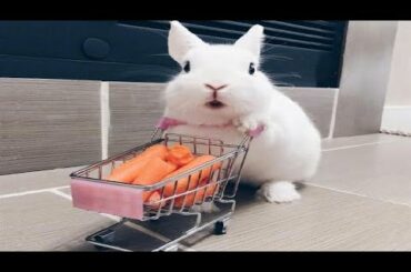 Funny and Cute Baby Bunny Rabbit Videos - Baby Animal Video Compilation #3 (2020)