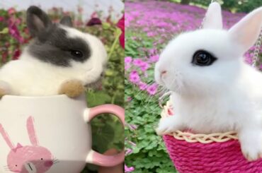 Funny And Cute Baby Bunny Rabbits Videos Compilation P #07 | Cute Rabbits Videos