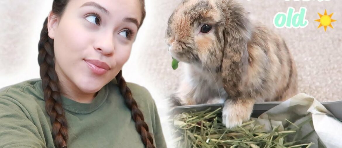 baby bunny morning routine baby bunny morning routine