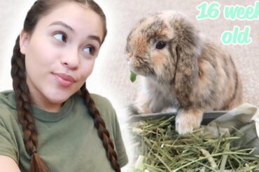 baby bunny morning routine