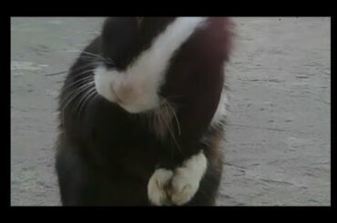 Cute bunny clean up himself after wake-up